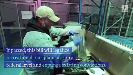 Cory Booker Introduces Bill to Legalize Marijuana Nationwide