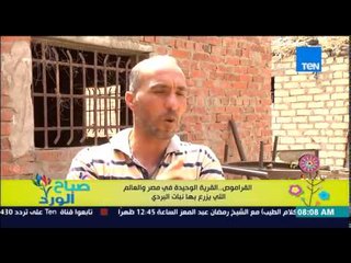 صباح الورد - القراموص .. القرية الوحيدة في مصر والعالم التي تزرع نبات البردي