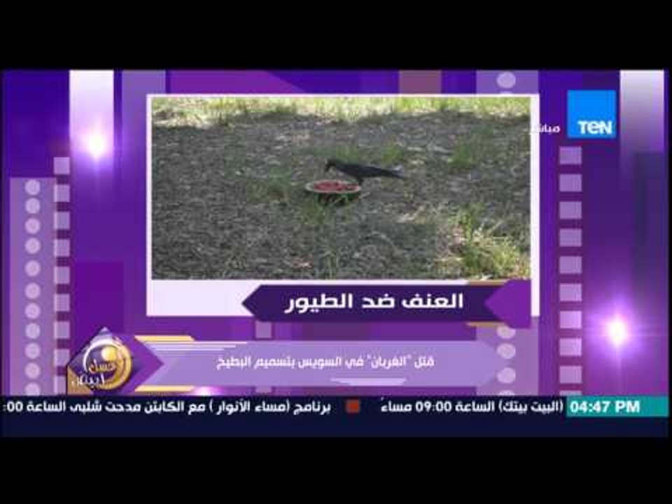 عسل أبيض - جرائم قتل الحيوانات | بالصور قتل "الغربان" عن طريق تسميم البطيخ فى محافظة السويس