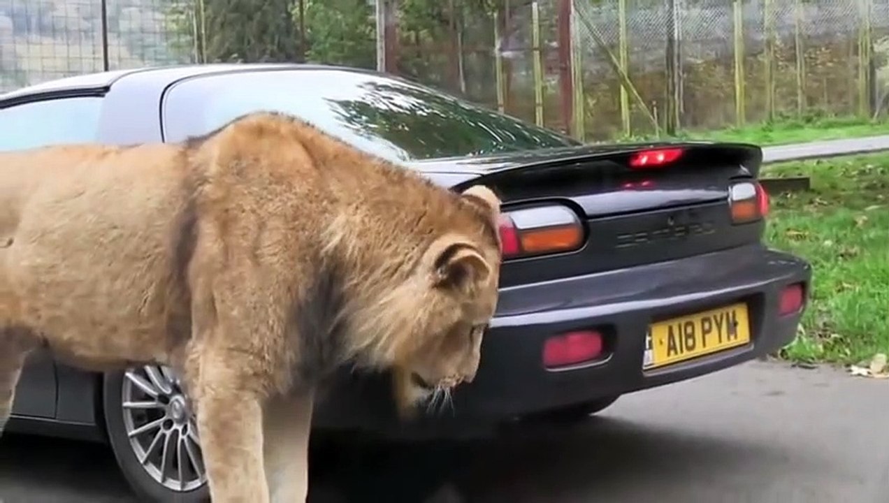 Ce gros lion a bien envie de goutter au pare-choc de la voiture... Miam