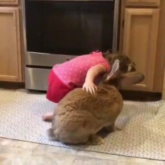 Regardez un peu la taille de ce lapin de compagnie