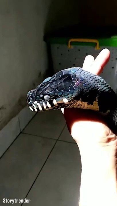 Ce serpent est juste magnifique... Peau incroyable
