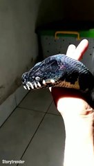 Ce serpent est juste magnifique... Peau incroyable