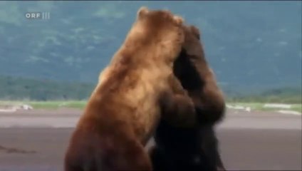 Confrontation impressionnante entre 2 grizzlis énormes