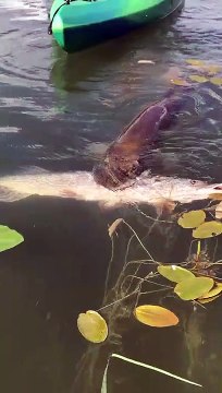 Ce brochet essaie de manger un poisson aussi gros que lui... Gourmand