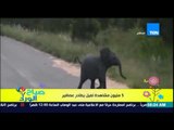 صباح الورد - فيديو يحقق أكثر من 5 مليون مشاهدة لإصرار فيل صغير على إصطياد العصافير