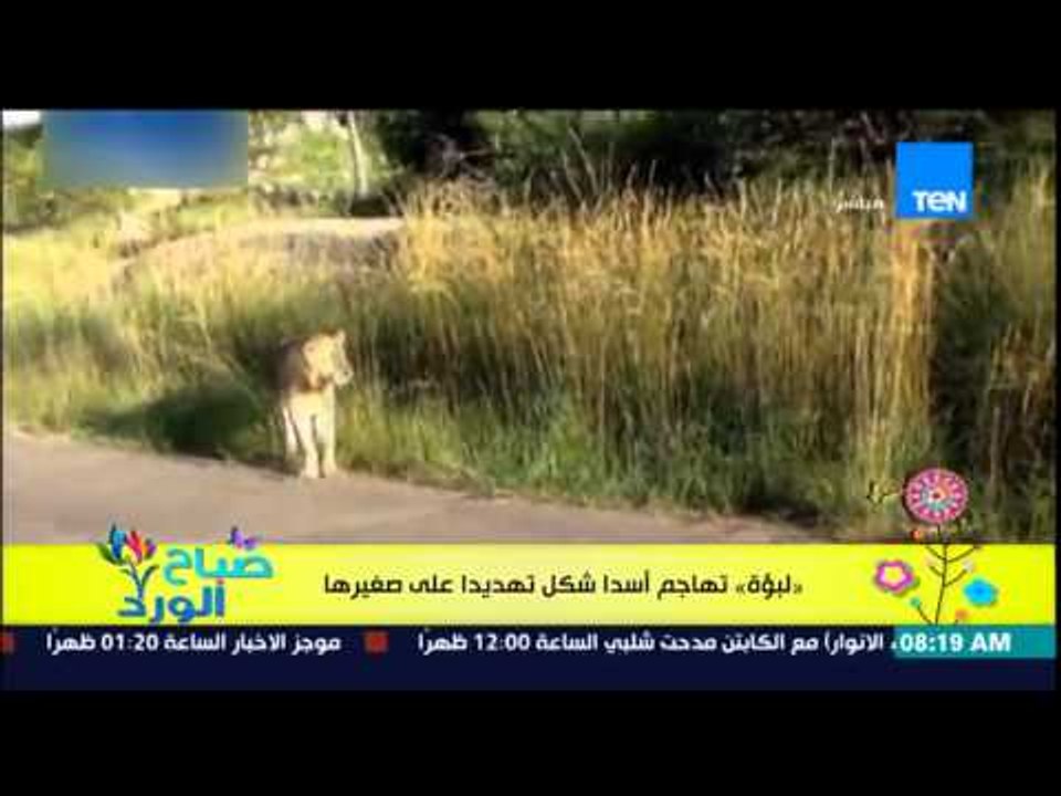 صباح الورد - فيديو يجذب عدد من المشاهدة لأنثى ا...