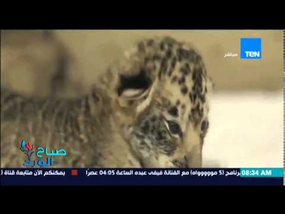 صباح الورد - فيديو لكلبة لبرادور تتبنى ثلاثة أشبال وتقوم بإرضاعهم بدلا" عن أمهم