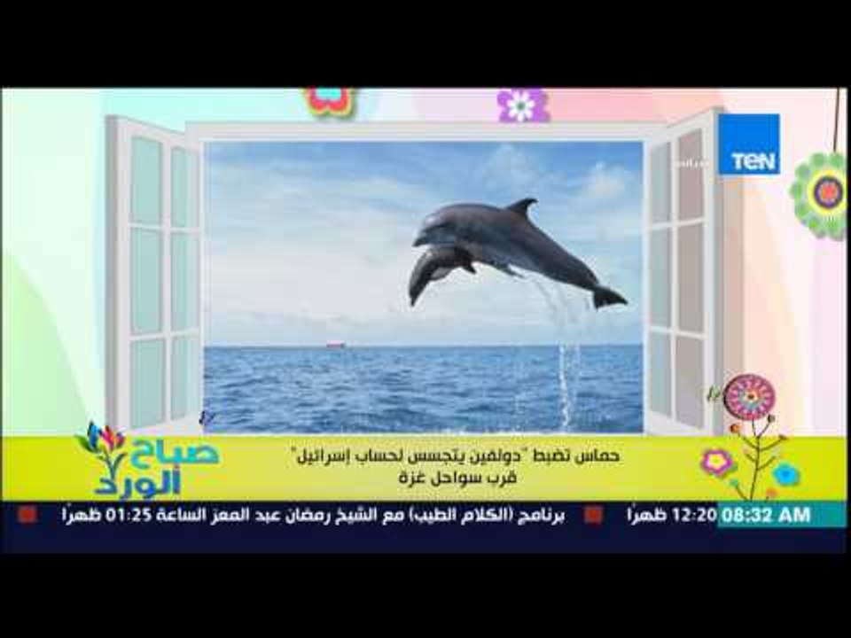 صباح الورد - حماس تعلن عن ضبط دولفين يتجسس لحساب إسرائيل بالقرب من سواحل غزة