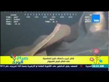 صباح الورد - فيديو لمشهد نادر لمخلوق غريب فى أعماق خليج المكسيك على شكل قرص كمبيوتر