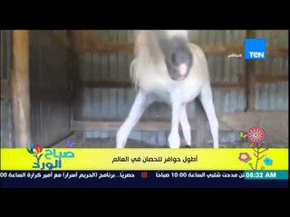 صباح الورد - فيديو يكشف عن .. أطول "حوافر" للحصان فى العالم