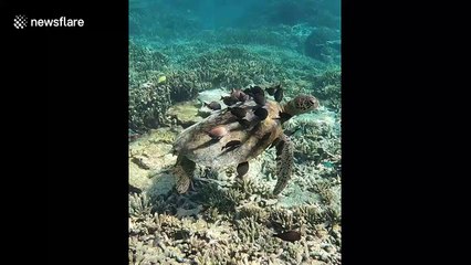 Endangered turtle gets nibbled clean by surgeonfish
