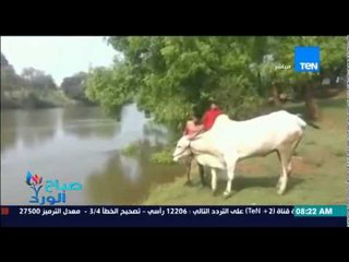 صباح الورد | Sabah El Ward - بقرة تقفز فى بحيرة بكل حيوية ورشاقة على طريقة "الغطاسين المحترفين