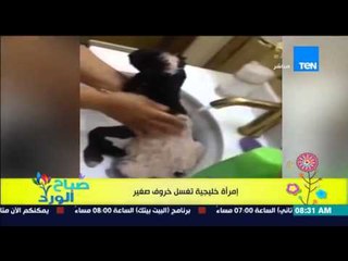 صباح الورد - فيديو لإمرأة خليجية تعامل خروف صغير كالطفل و"تنظفه بالشامبو"