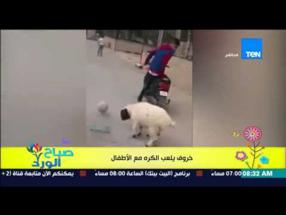 صباح الورد - فيديو لخروف يلعب الكرة مع الأطفال...