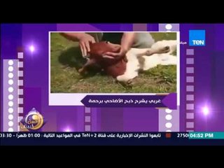 عسل أبيض | 3asal Abyad - عسل أبيض -غربي مسلم يوضح طريقة ذبح الأضحية برحمة