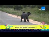 صباح الورد - فيديو يحقق أكثر من 5.5 مليون مشاهدة لفيل صغير يطارد العصافير فى أحد الغابات