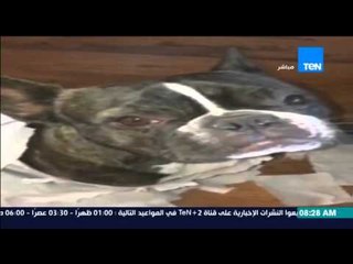 صباح الورد - فيديو يحقق أكثر من 7 مليون مشاهدة لكلب يفتن على آخر ويتسبب فى فوضى بالمنزل