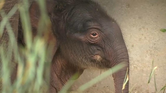 В бельгийском зоопарке родился слонёнок