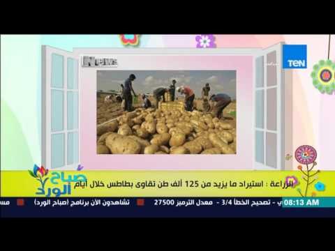 صباح الورد - الزراعة : إستيراد ما يزيد من 125 ألف طن تقاوي بطاطس خلال أيام