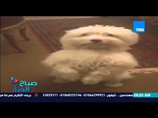 صباح الورد - فيديو لكلب يستمع لكلام وعقاب صاحبته ويستجيب لتعليماتها .. يحقق نصف مليون مشاهدة