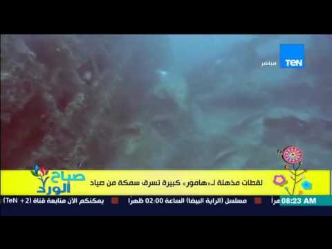 صباح الورد - فيديو لقطات مذهلة لـ سمكة هامور تسرق سمكة أخرى من صياد