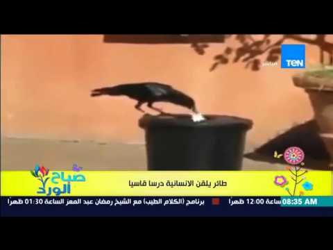 صباح الورد - فيديو لـ غراب يعطي درس قاسي للإنسانية .. يقوم بجمع القمامة ويلقيها فى صندوقها الخاص
