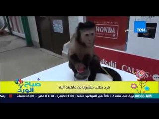 صباح الورد - فيديو يجذب رواد التواصل الإجتماعي لقرد يطلب مشروباً من ماكينة آلية مثل الإنسان