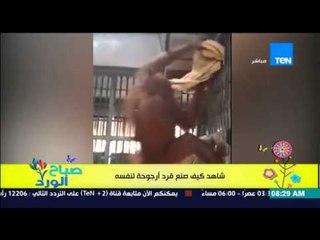 صباح الورد - فيديو لذكاء قرد ... يصنع أرجوحة وسرير له من على قضبان القفص الحديد