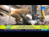 صباح الورد - فيديو رائع .. لقرد يحاول إسعاف قرد آخر صعق بالكهرباء فى إحدى محطات القطارات بالهند