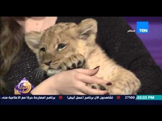 عسل أبيض - الأسد "لارا" تقتحم ستوديو عسل أبيض مع أصغر مدربة الأسود أنوسة كوتة