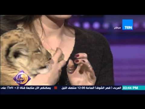 عسل أبيض - الأسد لارا لعب ومرح مع مدربة الأسود أنوسة كوتة داخل ستوديو عسل أبيض