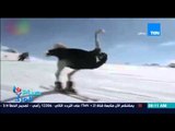 صباح الورد - فيديو يحصد 23 مليون مشاهدة لنعام يتزحلق على الجليد بطريقة رائعة
