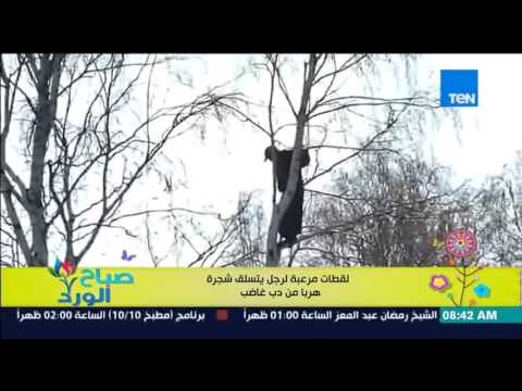 صباح الورد - فيديو يجذب مشاهدات كثيرة للقطات مرعبة لرجل يتسلق شجرة هرباً من دب غاضبا