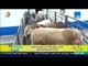 صباح الورد - الدفاع : وصول 1100 رأس ماشية من إسبانيا تمهيداً لطرحها بمنافذ البيع