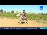 مساء القاهرة -- طفل 14 سنة يحول حمار الى حصان 