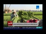 Studio El25bar | ستوديو الأخبار - الدولة لن تسمح بزراعات الارز المخالفة وستطبق الغرامات