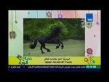 صباح الورد | Sabah El Ward - أجمل حصان في العالم