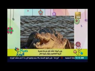 صباح الورد | - البيئة: إنشاء أول مزرعة مصرية لتربية التماسيح بجوار بحيرة ناصر