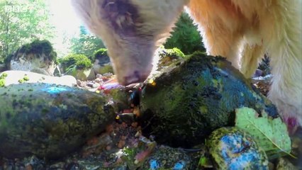 Mother Bear Teaches Cubs To Fish - BBC Earth