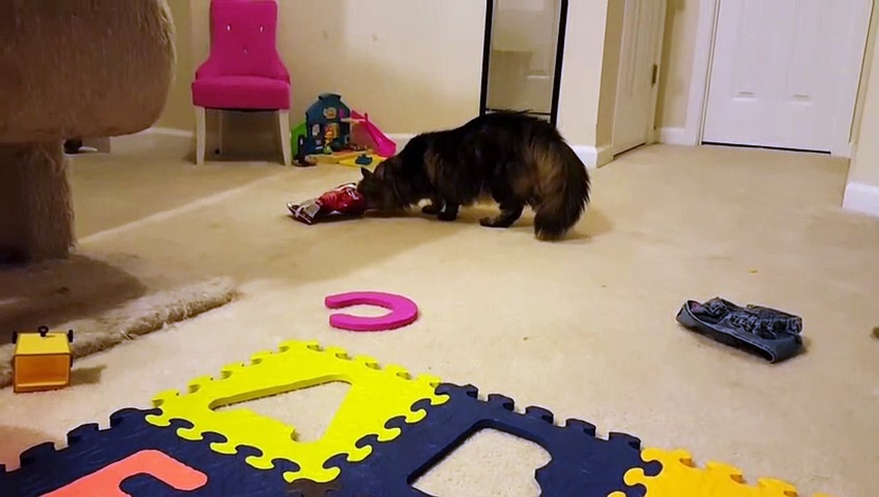 Silly cat gets bag stuck on his head