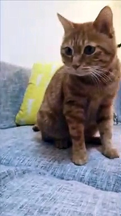 Rocking kitten.