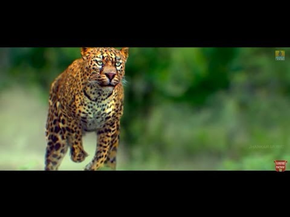 Maasthi Gudi - Tiger Attack In Village | Duniya Vijay, Amulya, Kriti Kharbanda | Fight Scene