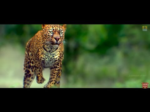 Maasthi Gudi - Tiger Attack In Village | Duniya Vijay, Amulya, Kriti Kharbanda | Fight Scene