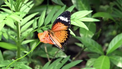 Warum manche Tiere beim Artenschutz leer ausgehen