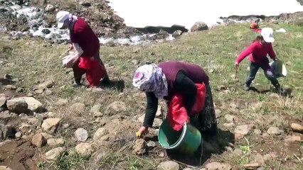 Dağlardan topladıkları otları satarak geçiniyorlar - MUŞ