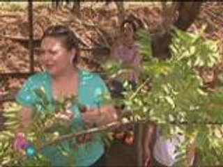 Kris & Karla eat fresh siniguelas