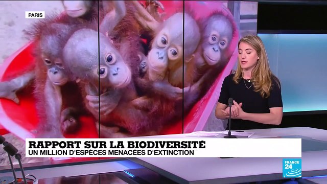 Rapport sur la diversité : Jusqu'à un million d'espèces sont menacées d'extinction