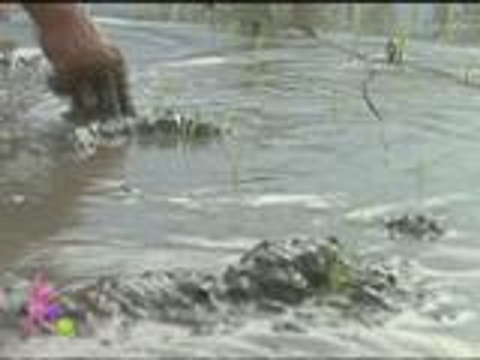 Magtanim ay di biro; Kris learns the value of farming