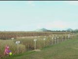 Rice and its benefits